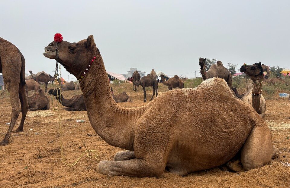 Bikaner Camel Festival 2026 – A Famous Annual Festival of the Desert