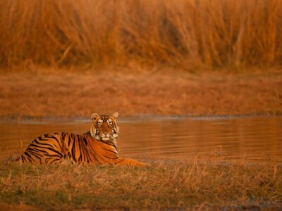 Discovering the Charm of Sawai Madhopur, Rajasthan: A Traveler’s Guide